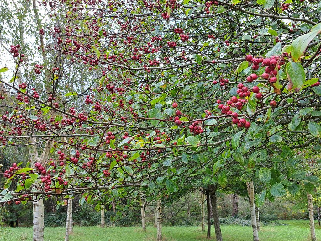 berries