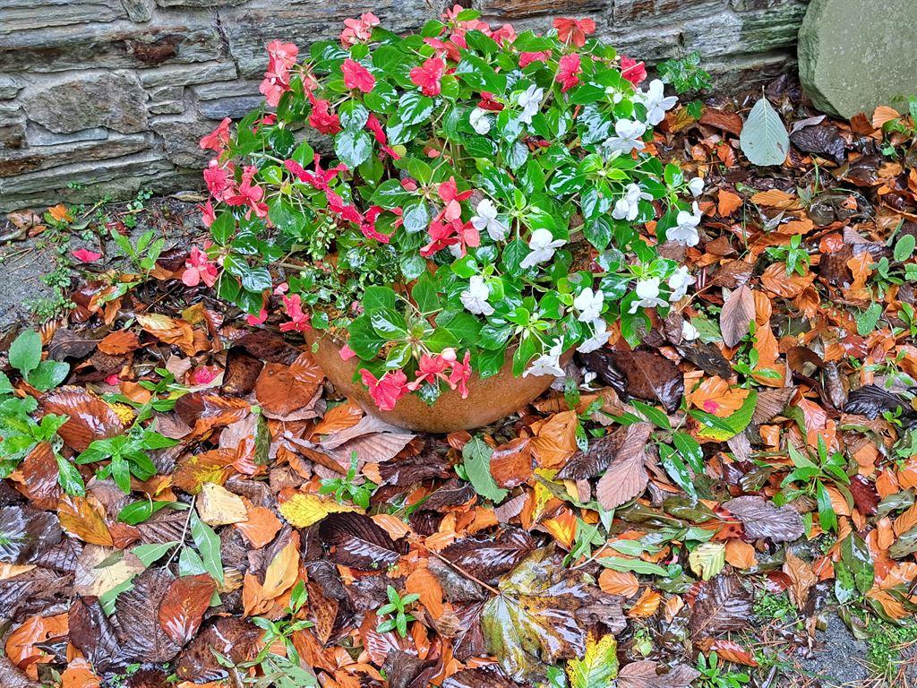 plants&leaves