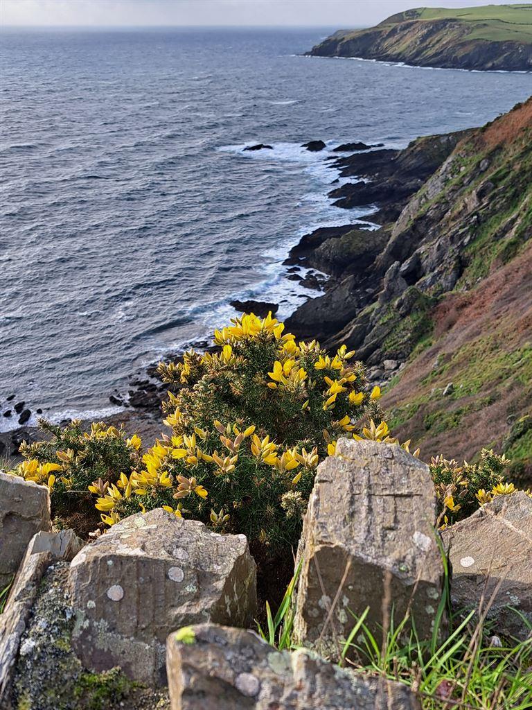 gorse
