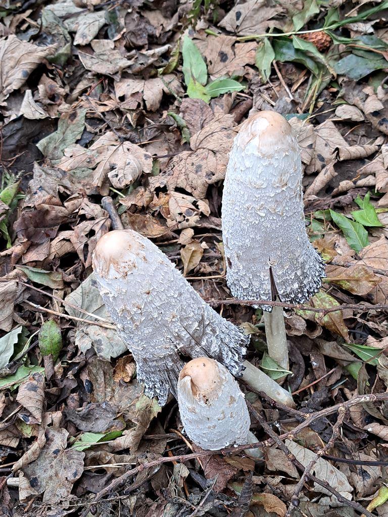 shrooms