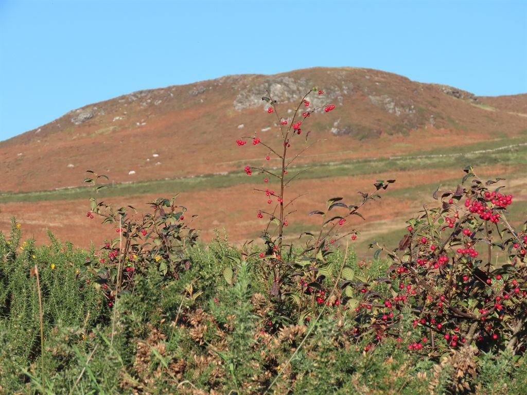 berries&mountain