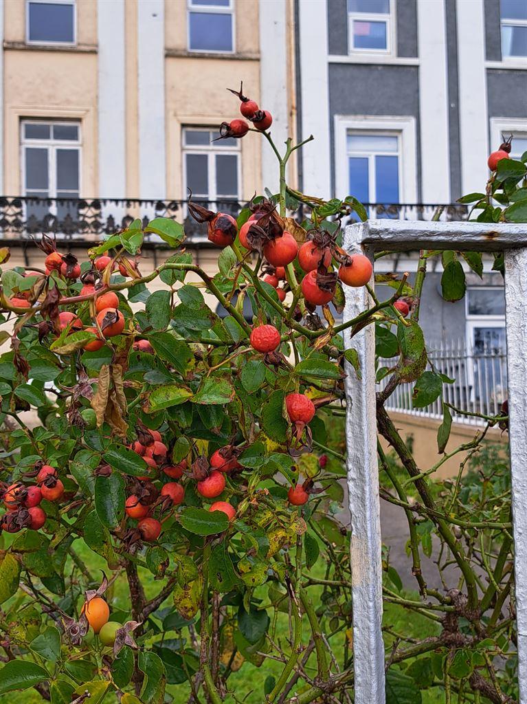 berries