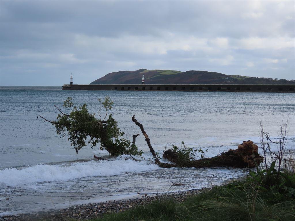 treedown