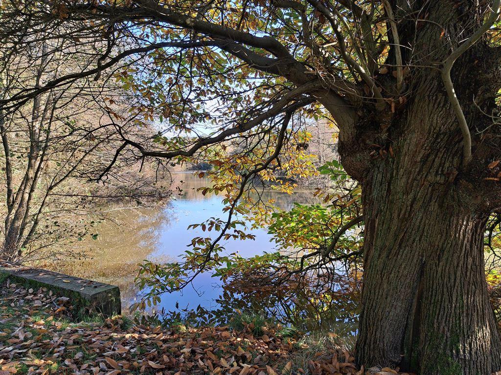 pond