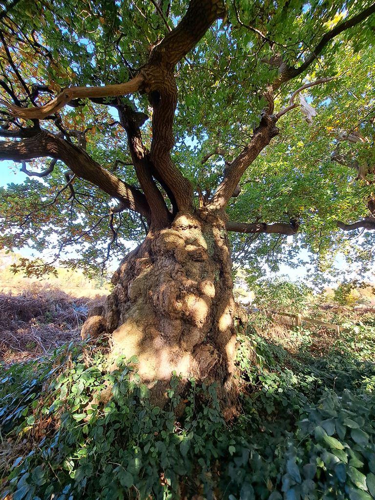 oak