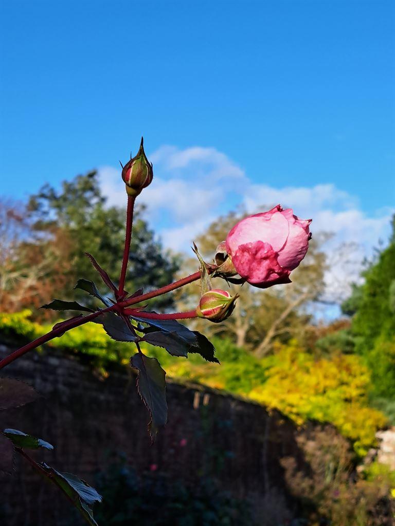 rose