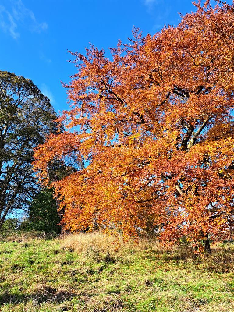 orangetree