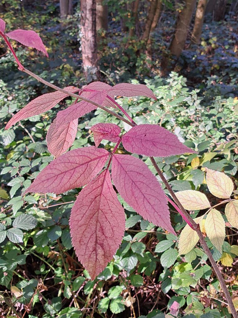 purpleleaves