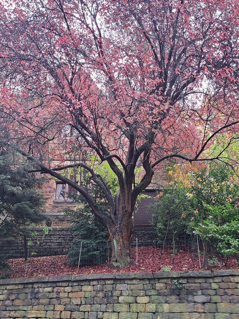 redtree