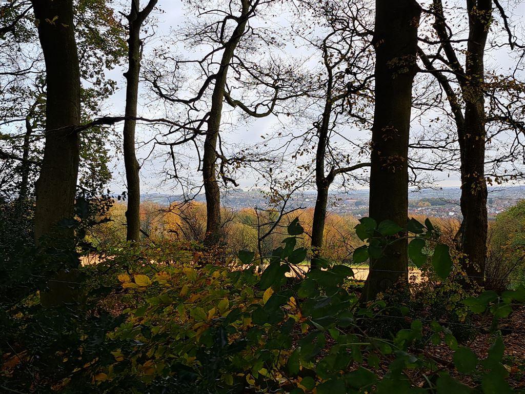 trees