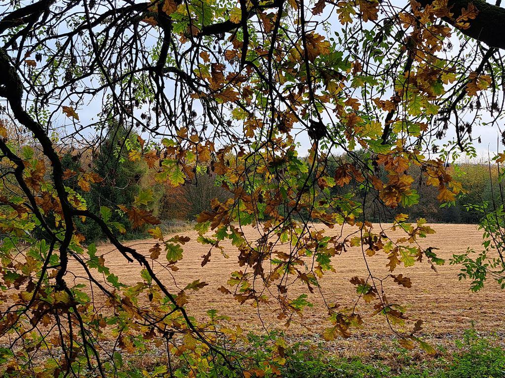 autumn2