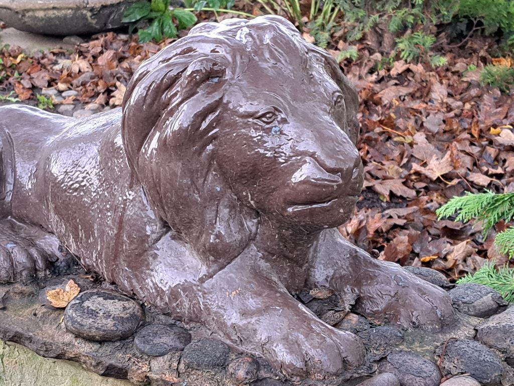 lion