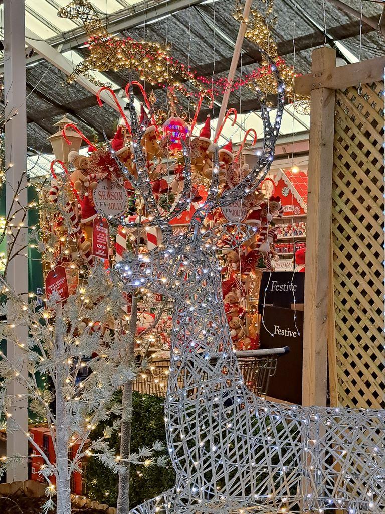 reindeer