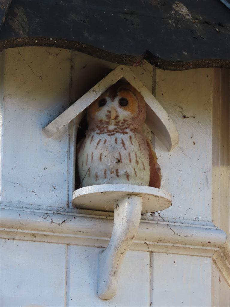 owl