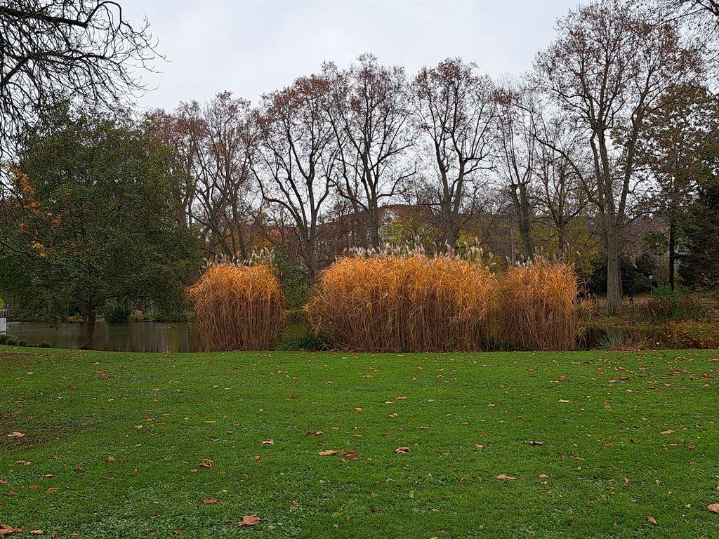 orangebush
