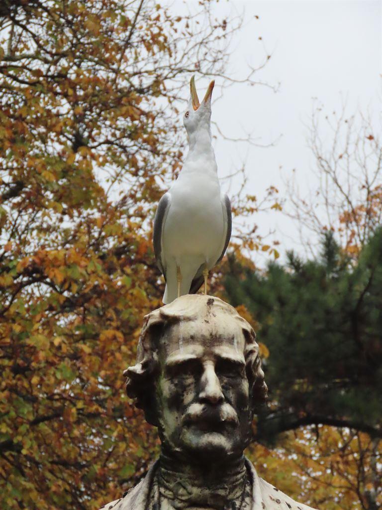 seagull