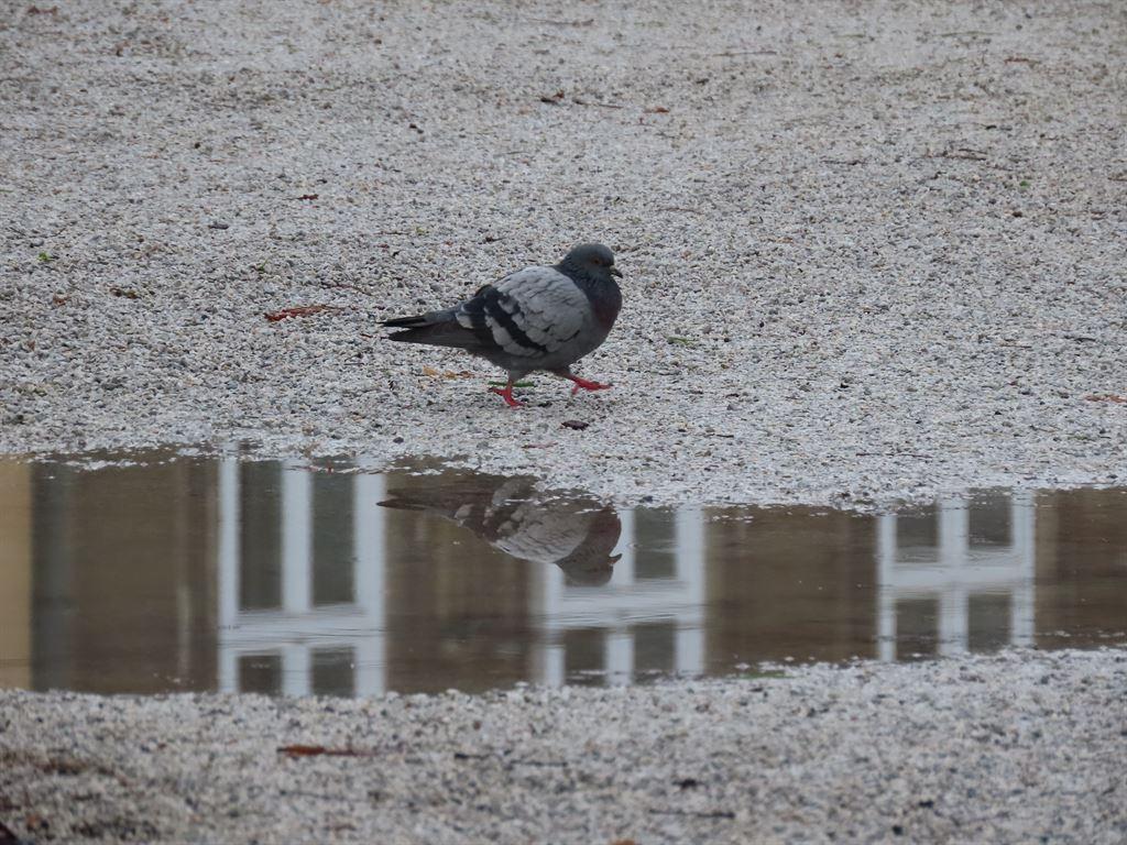 pigeon