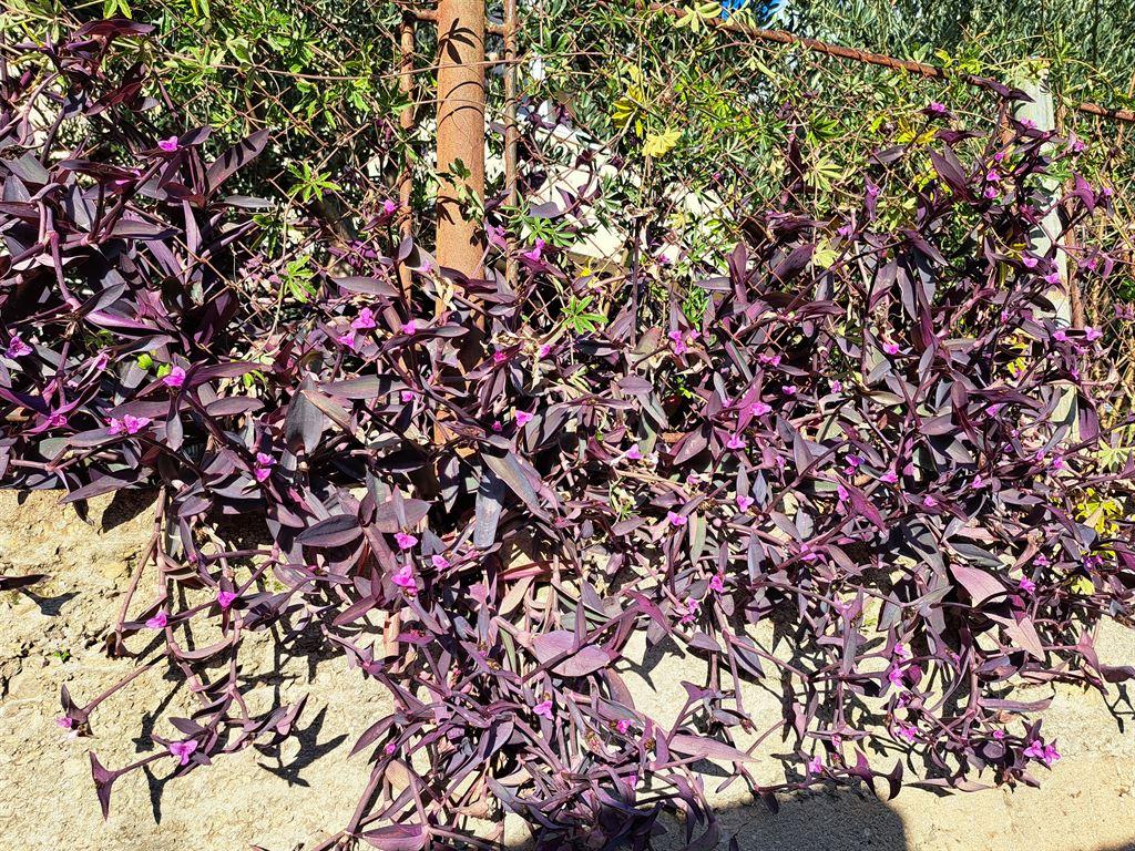plant