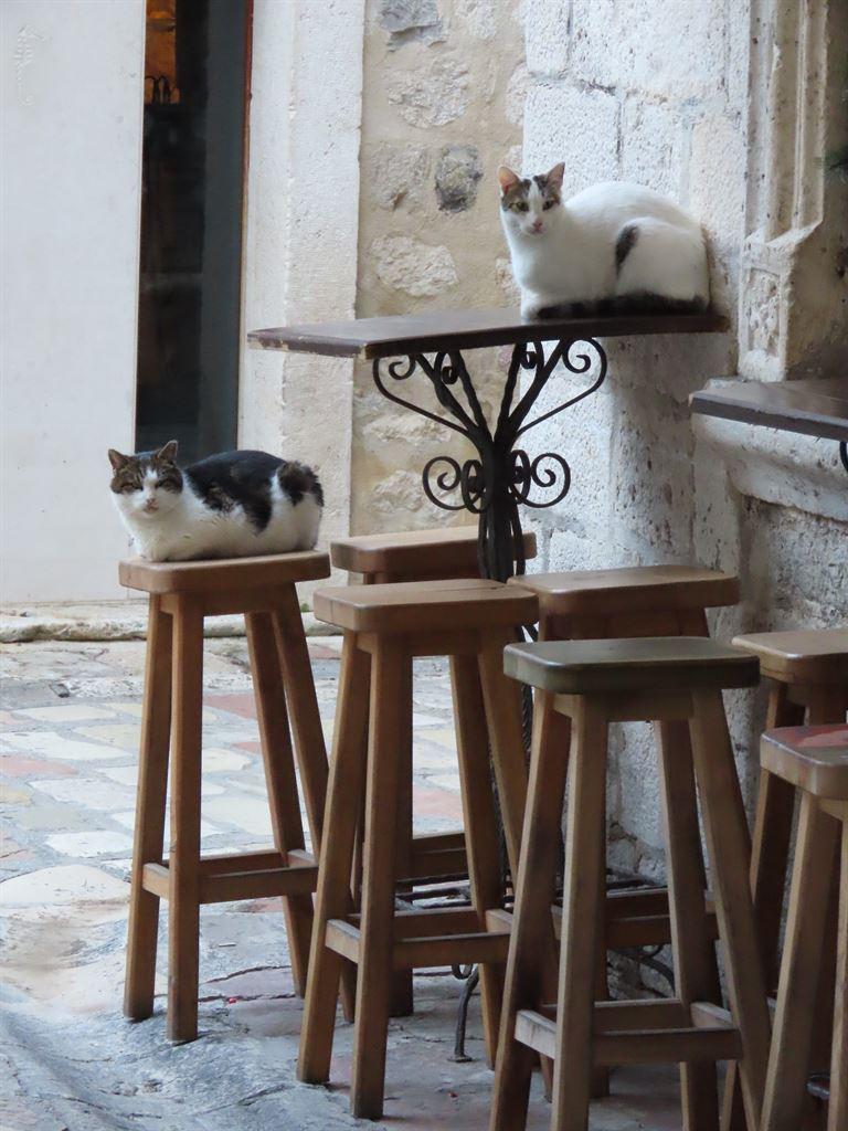 2cats1