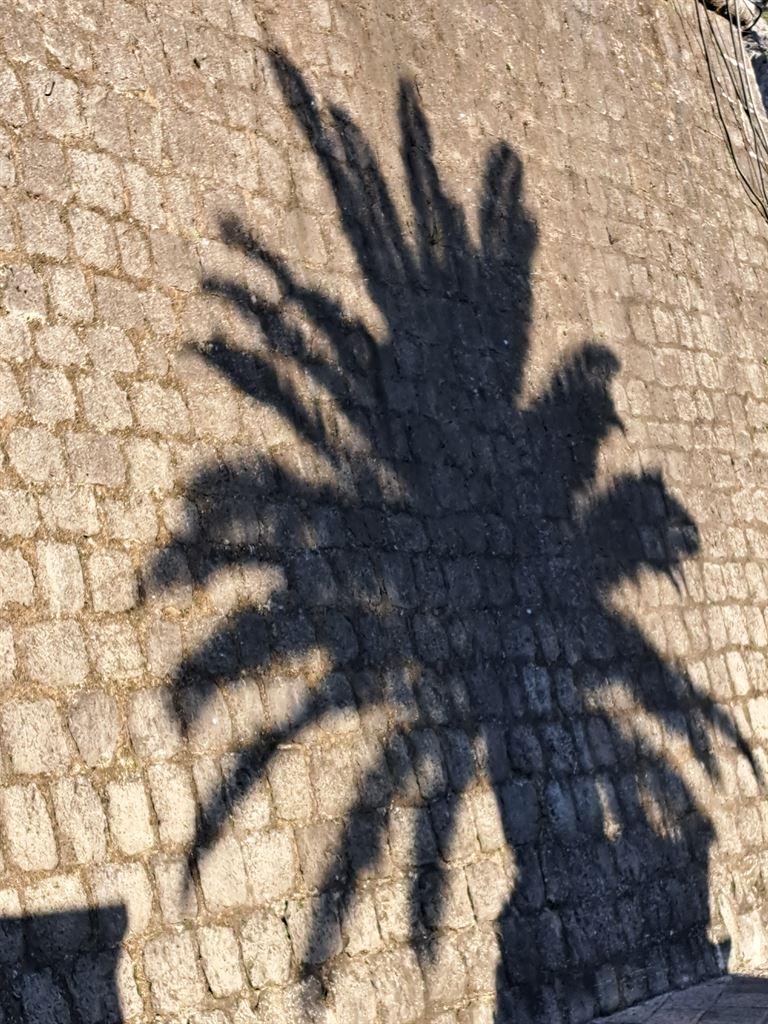 palmshadow