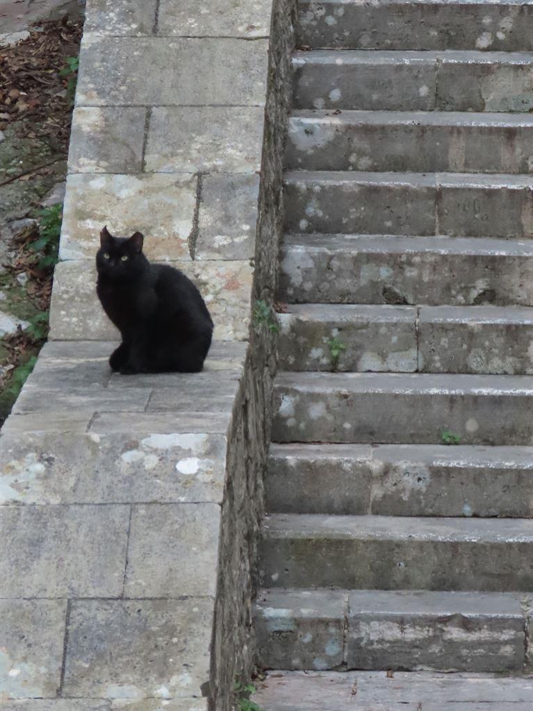 cat2