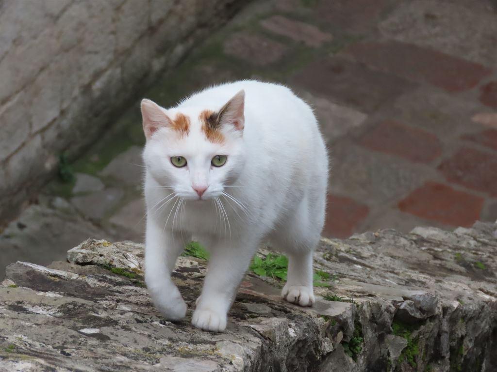 cat1
