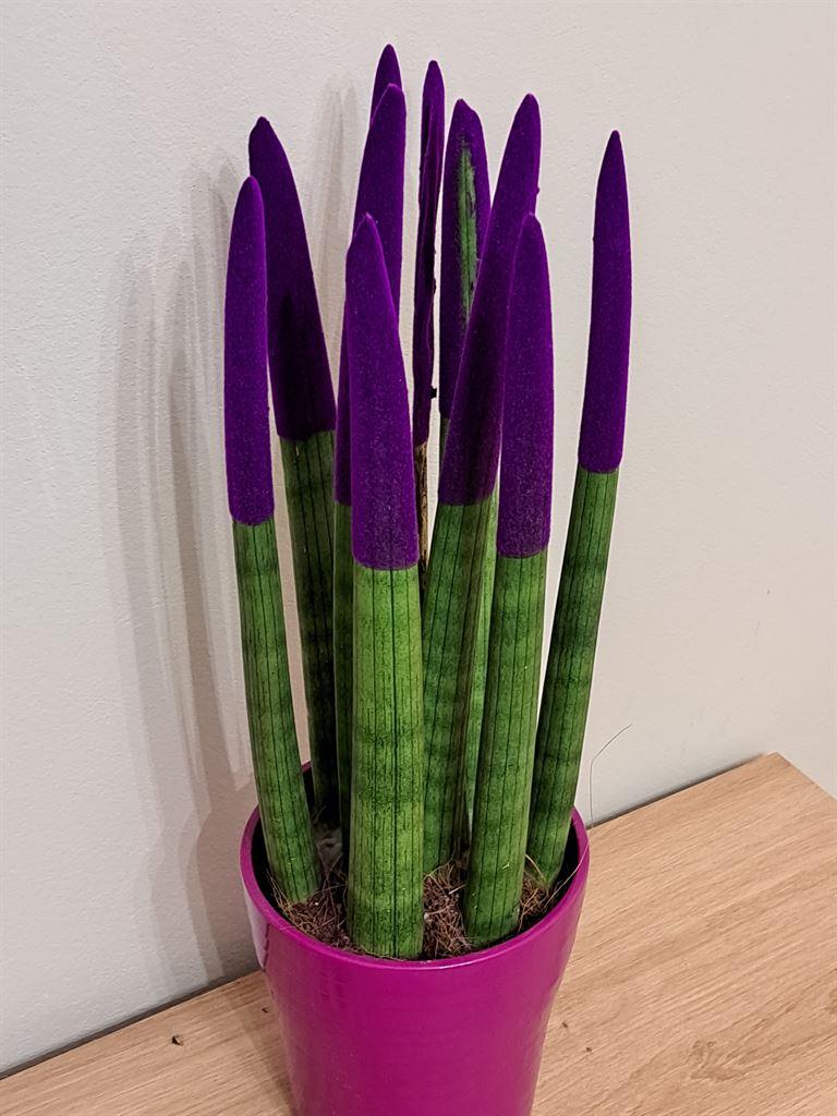 plant