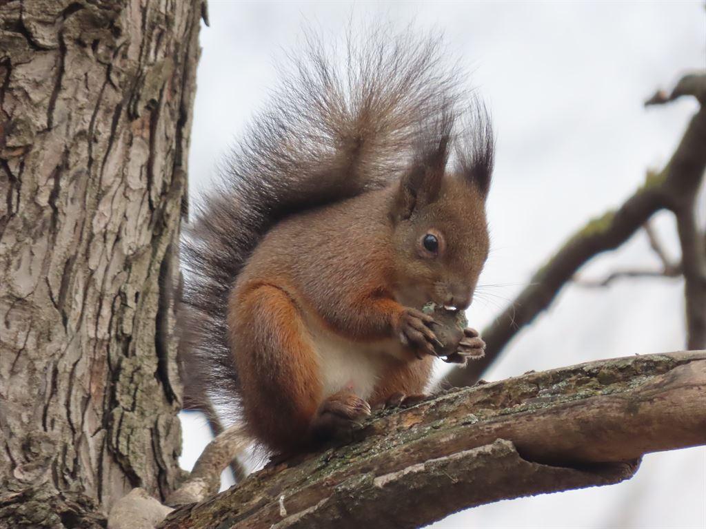 squiggle