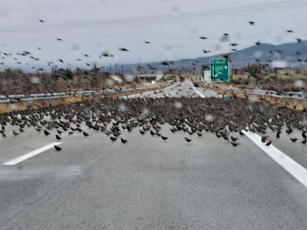 birds2