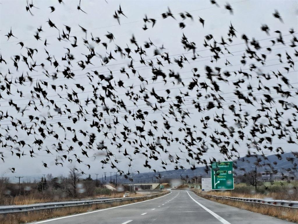 birds4