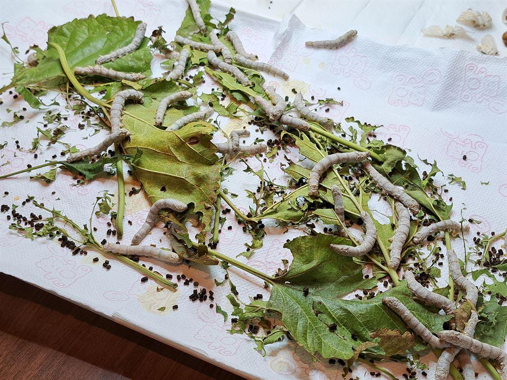 caterpillars