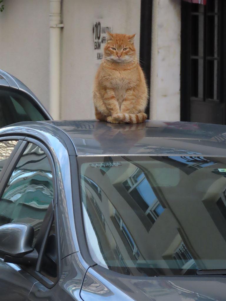 cat&car