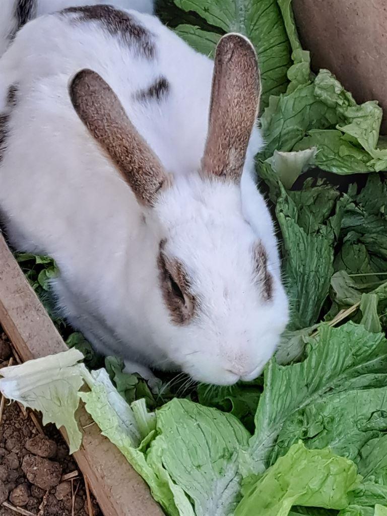 wabbit1