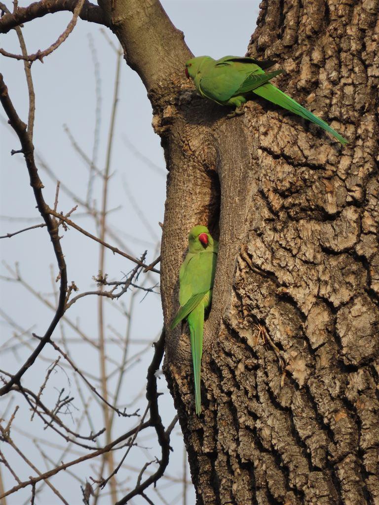 parrots