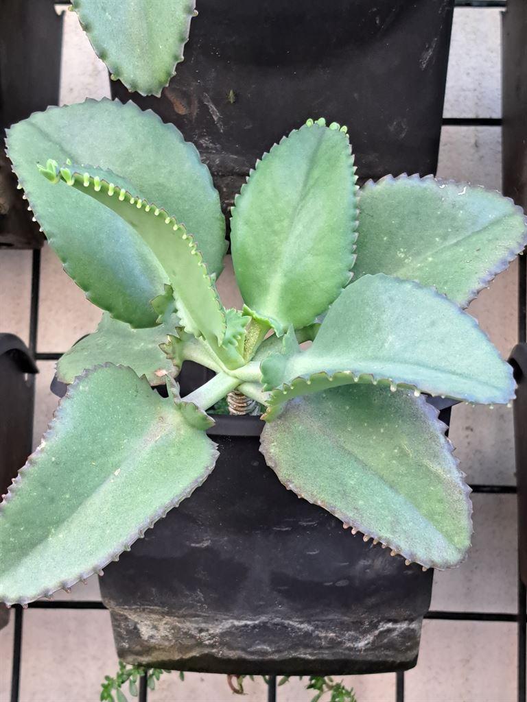 plants2