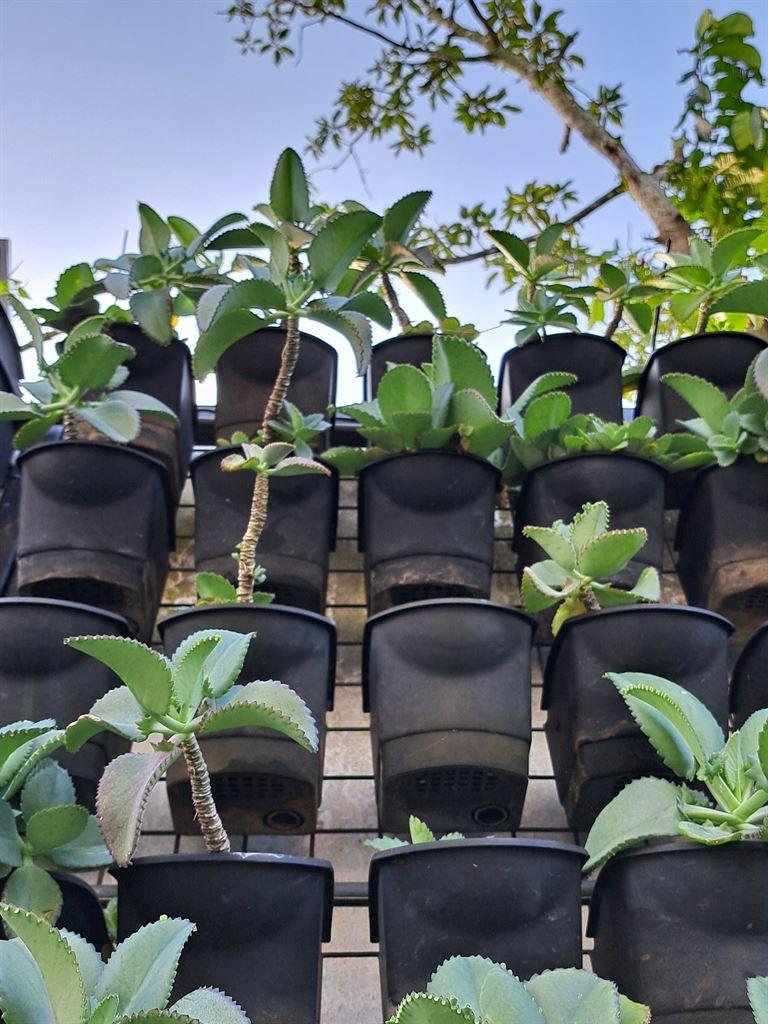 plants1