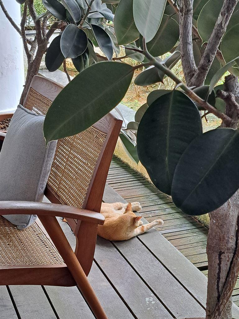 cat