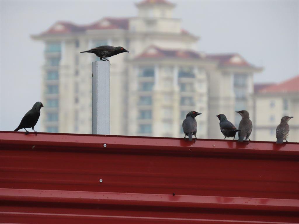 birds