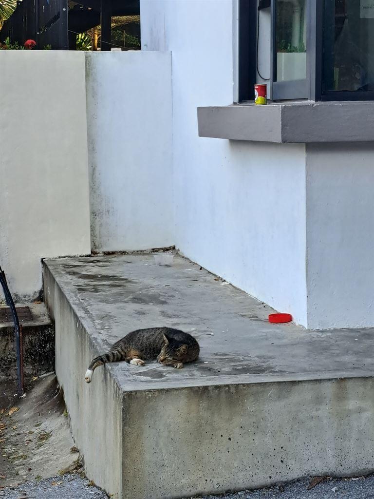 cat