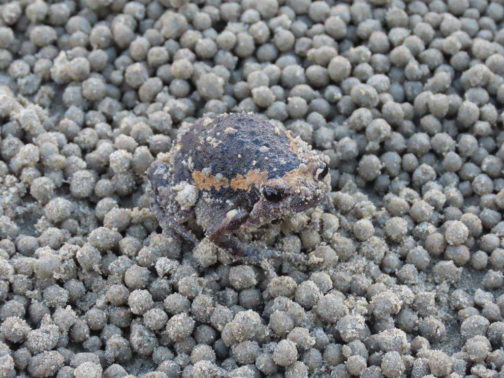crab