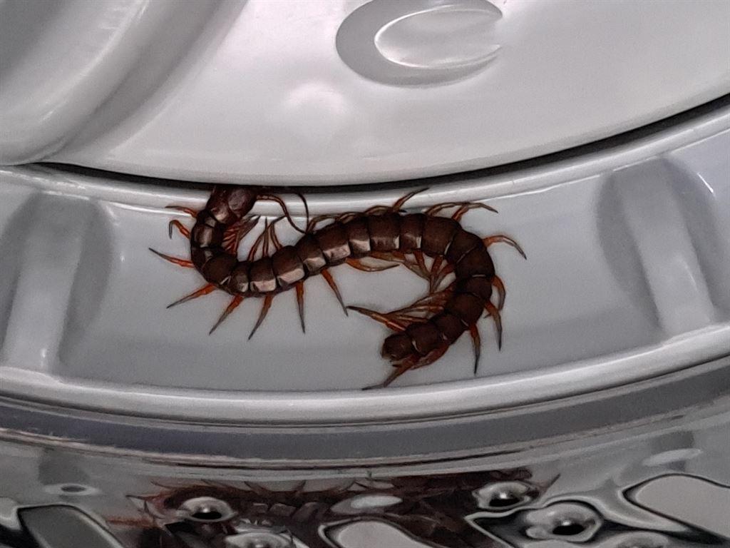 centipede