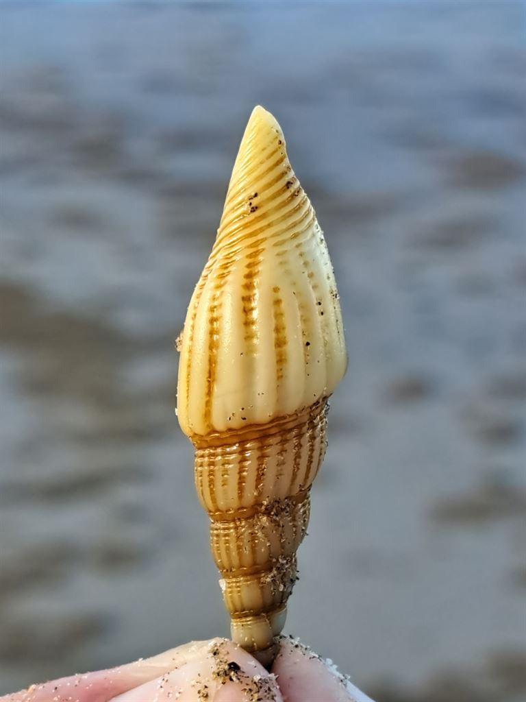 shell