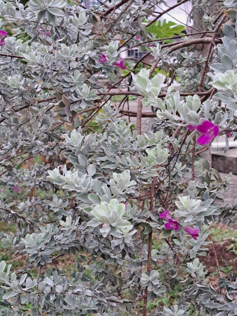 flowers1