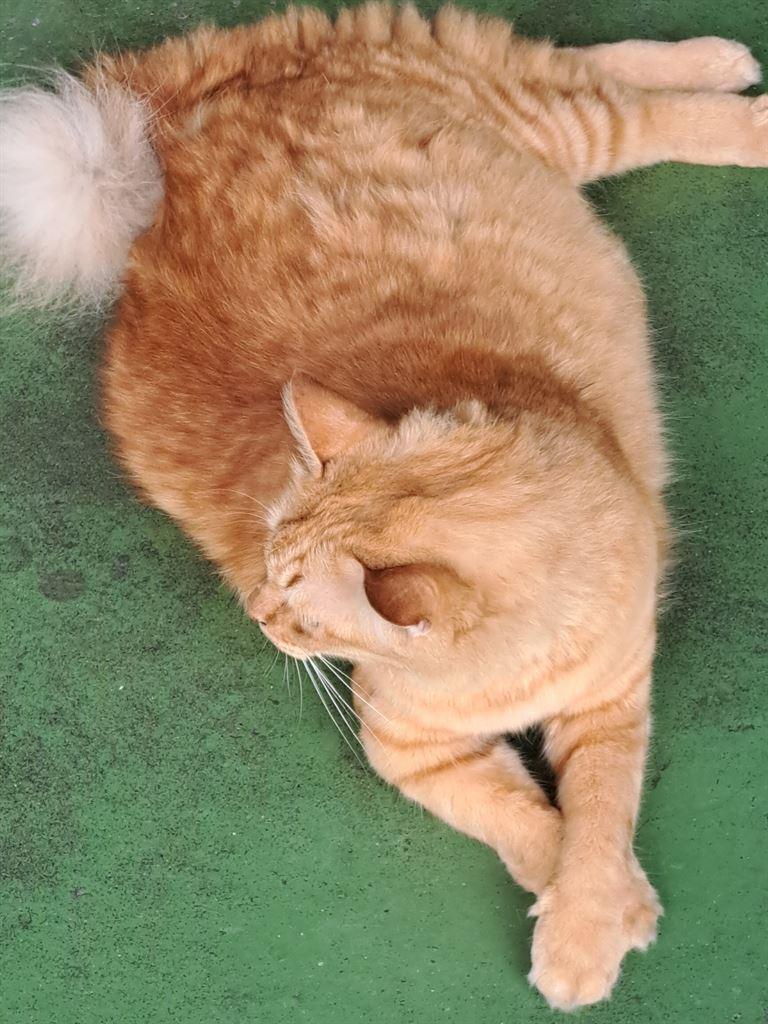 cat
