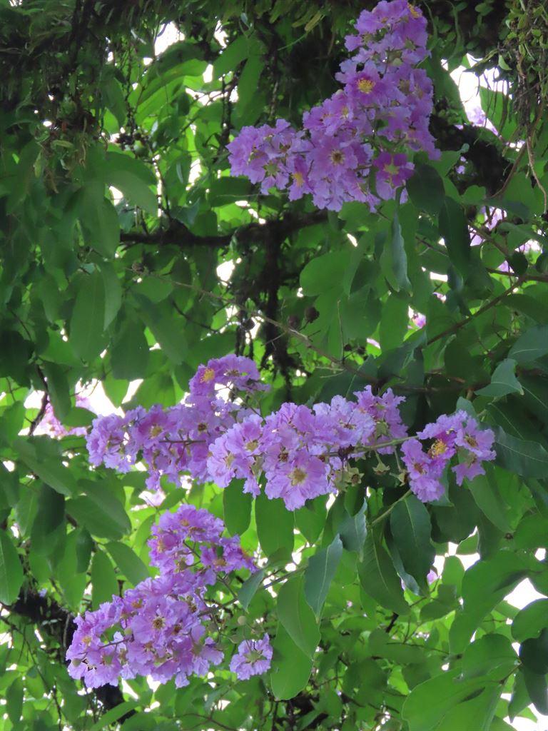 flowers2