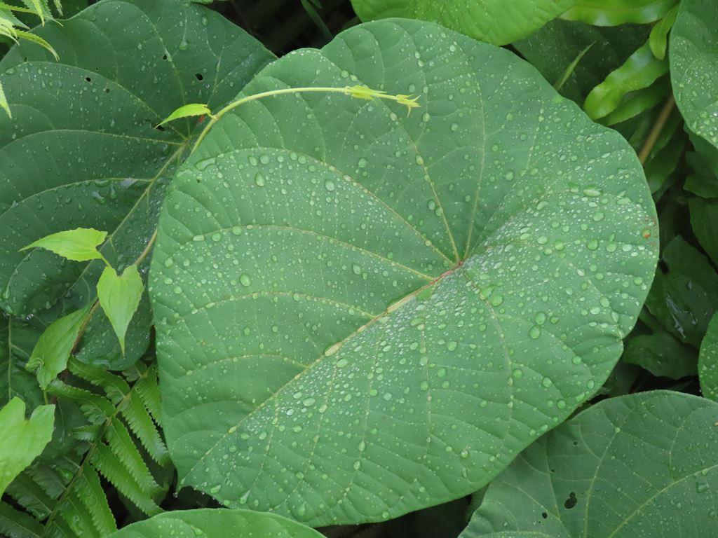 leaf