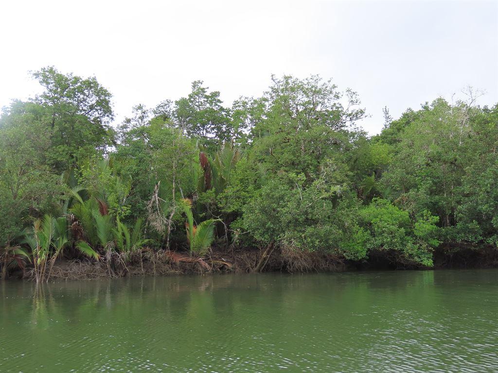 salak2