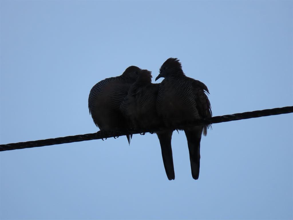 3birds