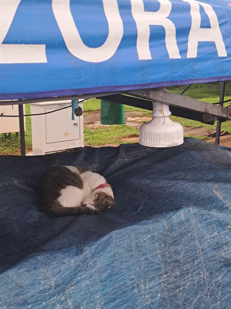 cat