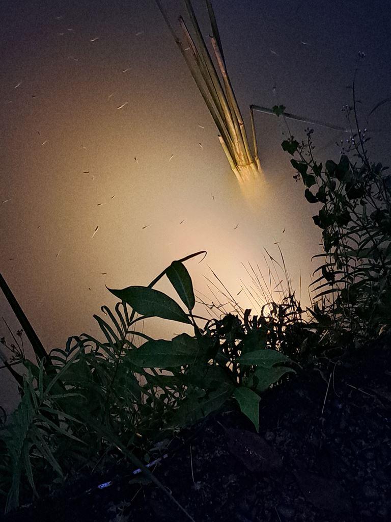 pond